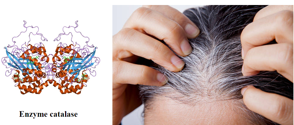 Enzyme catalase – Chìa khóa vàng đẩy lùi tình trạng tóc bạc sớm, khôi phục màu tóc tự nhiên